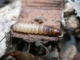 Attēlu rezultāti vaicājumam “Pyralis farinalis”