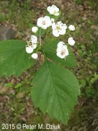 Attēlu rezultāti vaicājumam “Crataegus macracantha flower”