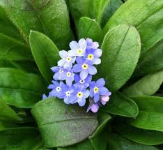 Attēlu rezultāti vaicājumam “Myosotis sylvatica leaf”