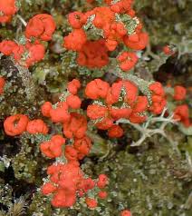 Attēlu rezultāti vaicājumam “Cladonia floerkeana”