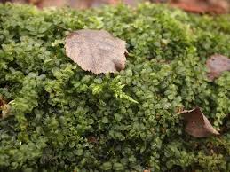 Attēlu rezultāti vaicājumam “Plagiomnium affine”