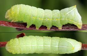 Attēlu rezultāti vaicājumam “Amphipyra pyramidea”