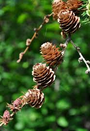 Attēlu rezultāti vaicājumam “Larix kaempferi”