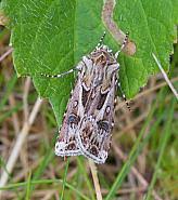 Attēlu rezultāti vaicājumam “Agrotis vestigialis”
