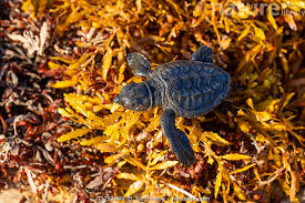 Image result for Lepidochelys kempii