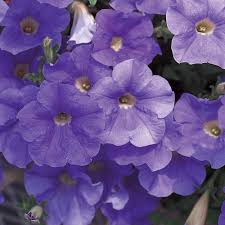 Image result for Petunia