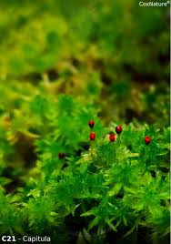 Attēlu rezultāti vaicājumam “Sphagnum cuspidatum”