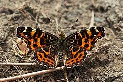 Attēlu rezultāti vaicājumam “Araschnia levana larva”