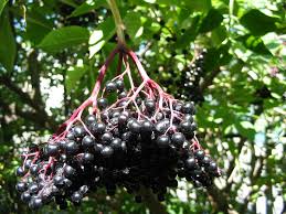 Attēlu rezultāti vaicājumam “Sambucus nigra fruit”