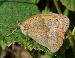 Attēlu rezultāti vaicājumam “Maniola jurtina”