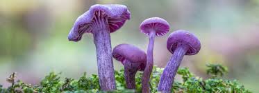 Attēlu rezultāti vaicājumam “Laccaria amethystina”