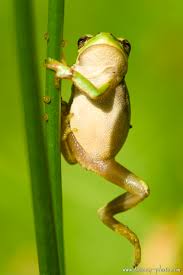 Attēlu rezultāti vaicājumam “Hyla arborea”