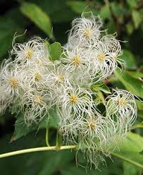 Attēlu rezultāti vaicājumam “Clematis fruit”