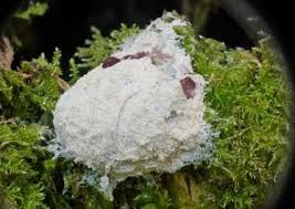 Attēlu rezultāti vaicājumam “Fuligo septica var. rufa”