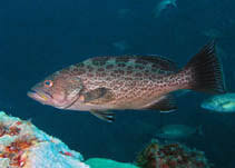 Image result for Mycteroperca microlepis