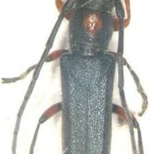 Attēlu rezultāti vaicājumam “Symphytocarpus impexus spores”