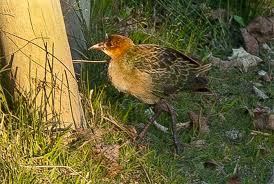 Image result for Porphyrio alleni