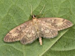 Attēlu rezultāti vaicājumam “Anania lancealis”