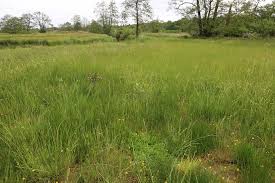 Attēlu rezultāti vaicājumam “Glyceria fluitans fruit”