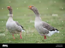 Attēlu rezultāti vaicājumam “Anser anser”