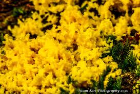 Attēlu rezultāti vaicājumam “Fuligo septica var. flava young”