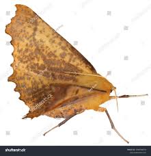 Attēlu rezultāti vaicājumam “Ennomos autumnaria”