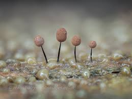 Attēlu rezultāti vaicājumam “Physarum licheniforme sessile”