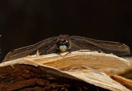 Attēlu rezultāti vaicājumam “Leucorrhinia dubia”