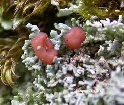 Attēlu rezultāti vaicājumam “Cladonia caespiticia”