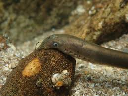 Attēlu rezultāti vaicājumam “Lampetra planeri”