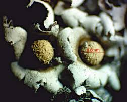 Attēlu rezultāti vaicājumam “Diderma radiatum”