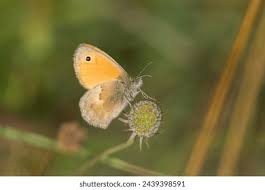 Attēlu rezultāti vaicājumam “Coenonympha pamphilus upperside”