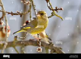 Attēlu rezultāti vaicājumam “Chloris chloris male”