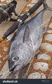 Image result for Thunnus maccoyii