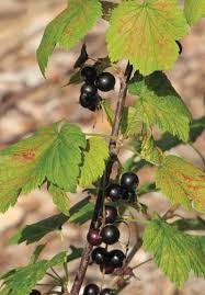 Attēlu rezultāti vaicājumam “Ribes nigrum fruit”