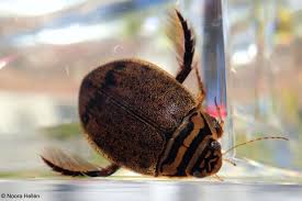 Attēlu rezultāti vaicājumam “Acilius sulcatus male”