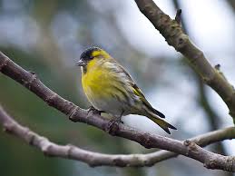 Attēlu rezultāti vaicājumam “Carduelis spinus male”