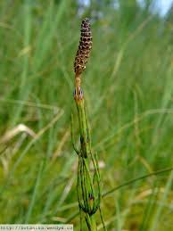 Attēlu rezultāti vaicājumam “Equisetum palustre”