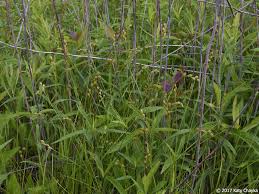 Attēlu rezultāti vaicājumam “Carex arenaria  leaf”