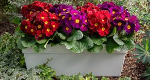 Attēlu rezultāti vaicājumam “Primula x polyantha flower”