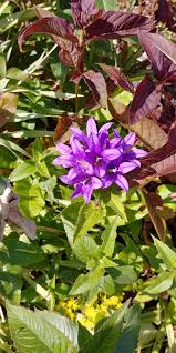 Attēlu rezultāti vaicājumam “Campanula glomerata bud”