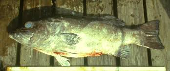 Image result for Polyprion americanus