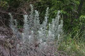 Attēlu rezultāti vaicājumam “Artemisia campestris”