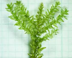 Attēlu rezultāti vaicājumam “Anomodon attenuatus”