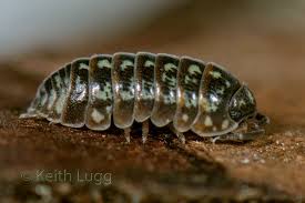 Attēlu rezultāti vaicājumam “Armadillidium pulchellum”