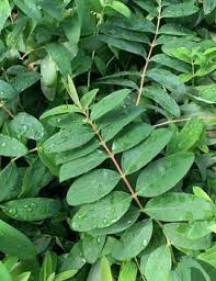 Attēlu rezultāti vaicājumam “Sedum aizoon fruit”