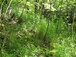 Attēlu rezultāti vaicājumam “Palustriella”