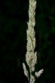 Attēlu rezultāti vaicājumam “Holcus lanatus  fruit”