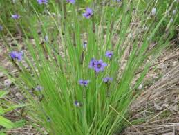 Attēlu rezultāti vaicājumam “Sisyrinchium montanum fruit”