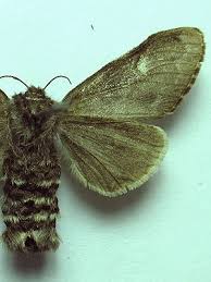 Attēlu rezultāti vaicājumam “Gynaephora selenitica”